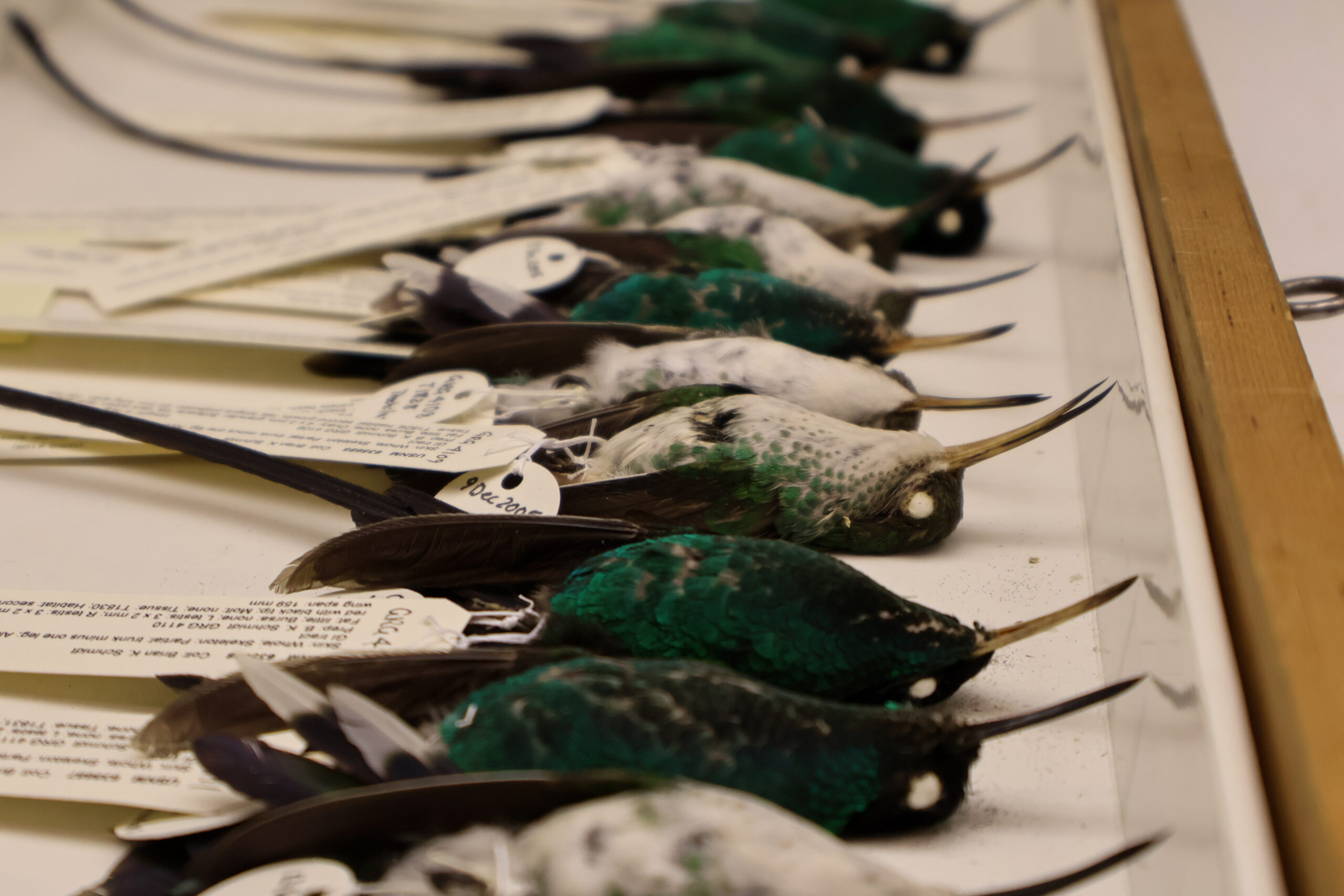 Home taxidermied hummingbirds in a plastic tray