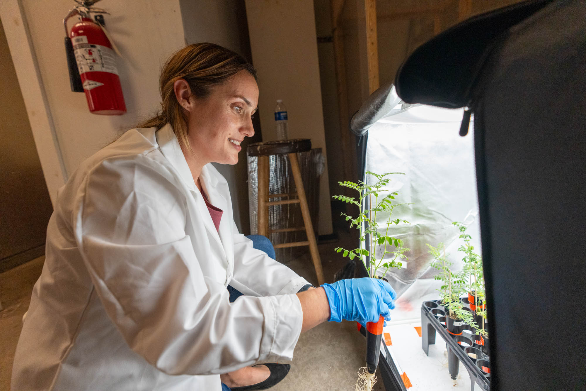 Home woman holding a chickpea plant in a lab